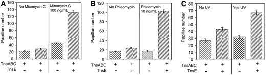 Mitomycin C, phleomycin, and UV exposure stimulate TnsABC+E transposition. Tn7 functions were expressed from pQS101 (TnsABC) or pQS103 (TnsABC+ TnsE). Transposition was monitored with a promoter capture assay using strain JP617 on MacConkey's media (materials  and  methods). (A) The frequency of transposition is indicated on the y-axis as the number of Lac+ papillae after 72 hr at 30° on MacConkey's plates with and without mitomycin C. (B) The frequency of transposition is indicated on the y-axis as the number of Lac+ papillae after 72 hr at 30° on MacConkey's plates with and without phleomycin. (C) After 18 hr of incubation at 30° one set of plates was exposed to 10 mJ of UV light (Yes UV) and the other was left unexposed as a control (No UV). The frequency of transposition is indicated on the y-axis as the number of Lac+ papillae after 72 hr at 30° post-UV light on MacConkey's plates. Error bars indicate the standard error of the mean (n = 12).