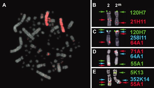 Cytogenetic mapping of the ZAL2 and ZAL2m chromosomes. Metaphase chromosome spreads from WS females were used for FISH mapping. Note that the karyotype of the white-throated sparrow, like other birds, is composed of a few large macrochromosomes and numerous microchromosomes. (A) Chicken chromosome 3 painting probe hybridization to ZAL2 and ZAL2m. (B–E) Localization of zebra finch BAC clones orthologous to chicken chromosome 3 on ZAL2 and ZAL2m. The color-coded arrows corresponding to each BAC represent the position of each probe on each chromosome. Note the change in relative order between the alternative arrangements for BACs 64A1, 71A1, and 5K13, and the shift in proximity toward the telomere of the long arm for 21H11, 55A1, and 352K14 on ZAL2m relative to ZAL2.