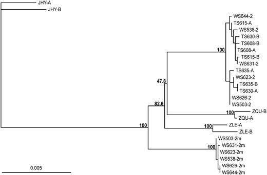 Phylogeny of the loci that map within the region rearranged between the ZAL2 and ZAL2m chromosomes. A neighbor-joining phylogenetic tree was constructed on the basis of 7231 bp of concatenated sequence corresponding to nine loci included within the region rearranged between ZAL2 and ZAL2m chromosomes. These nine loci were sequenced in six WS and four TS birds and in one individual from each of three closely related species: Z. leucophry (ZLE), Z. querula (ZQU), and J. hyemalis (JHY). Bootstrap values of 1000 replicates are indicated for the main nodes. Sequences from each white-throated sparrow are labeled with the bird identification number. For the WS individuals, the sequences of the ZAL2 and ZAL2m chromosomes are labeled as 2 and 2m, respectively. For all other individuals, the estimated haplotypes were arbitrarily labeled A and B. In the cases of ZQU, ZLE, and JHY, nucleotide variants were randomly assigned to a haplotype.