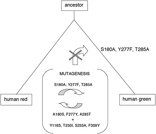 Amino acid replacements (S180A/Y277F/T285A) during the evolution of human red and green pigments from their ancestral pigment. The mutagenesis analyses have been conducted by Asenjo  et al. (1994).