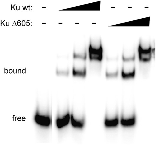 Deletion of the extreme Yku80 C terminus does not impair DSB binding. EMSA was performed using a 65-bp radiolabeled dsDNA probe (200 fmol) and increasing amounts (20 ng, 100 ng, 500 ng) of tagged wild-type or Yku80Δ605 Ku (purified as FlagHis6-Yku70/CBP-Yku80 Ku heterodimer). Each showed equivalent dsDNA binding.