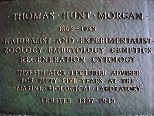 Naturalist, experimentalist, and trustee. This plaque in the lobby of Lillie Laboratory at the MBL commemorates T. H. Morgan's long-term and wide-ranging activities at the laboratory. Courtesy of Matthew Person.