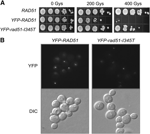 YFP-rad51-I345T is more functional in vivo than YFP-Rad51. (A) Serial dilutions of log-phase cultures of LSY1519-1D (RAD), W5857-2C (YFP-RAD51), and LSY1957-1 (YFP-rad51-I345T) were spotted onto YPD plates and left unirradiated or irradiated at 200 and 400 Gy. Survival was assessed following growth for 3 days at 30°. (B) Log-phase cultures of strains were exposed to 200 Gy of γ-irradiation, followed by microscopy to monitor focus formation.