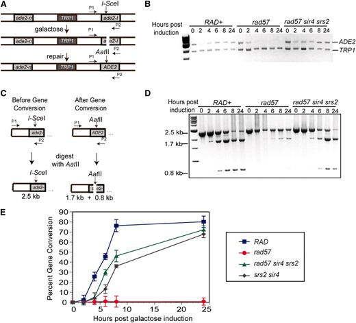 The DSB-induced gene conversion defect of rad57 is suppressed by srs2 and MAT heterozygosity. (A) The direct-repeat recombination substrate contains 3.6-kb repeats with different ade2 alleles integrated at the endogenous locus on chromosome XV separated by plasmid sequences and the TRP1 gene. Upon galactose induction, I-SceI is expressed and makes a DSB within the ade2-I allele. Primers were designed to anneal upstream of the ade2-I allele within vector sequences as well as downstream of the I-SceI cut site. (B) Quantitative PCR. Uncut DNA or gene conversion using ade2-n as the donor will result in a PCR product, whereas single-strand annealing or unrepaired DNA will not. The top band is the ADE2 PCR product and the bottom band is the control TRP1 PCR product. Strains used were LSY2032-10C (RAD), LSY2032-12A (rad57∷LEU2), LSY2113-4 (srs2∷HIS3 sir4∷KanMX), and LSY2032-1C (rad57∷LEU2 srs2∷HphMX sir4∷KanMX). (C) Gene conversion will restore the wild-type AatII site in the ade2-I allele. After PCR, products can be digested with AatII to monitor the kinetics of gene conversion within each strain. DNA uncut by I-SceI will result in a 2.5-kb fragment whereas gene conversion will result in 1.7- and 0.8-kb fragments. (D) PCR was performed to saturation (35 cycles), and the AatII-digested PCR products were analyzed by agarose gel electrophoresis. (E) The percentage of gene conversion was calculated as the ratio of AatII cut to uncut DNA and normalized to the amount of PCR product from the quantitative PCR (B).