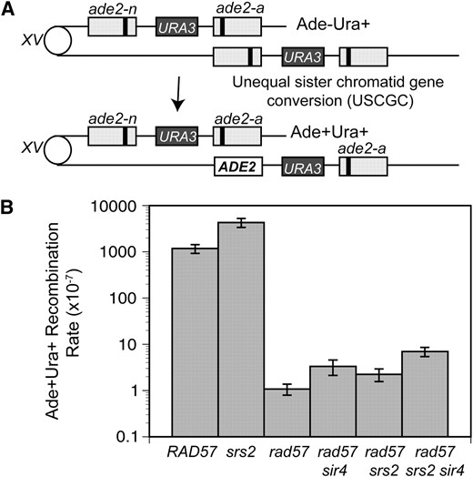 The spontaneous recombination repair defect of rad57 is weakly suppressed by combining srs2 and mating-type heterozygosity. (A) The direct-repeat recombination substrate contains 3.6-kb repeats with different ade2 alleles integrated at the endogenous locus on chromosome XV separated by plasmid sequences and the URA3 gene. Unequal sister-chromatid or intrachromatid gene conversion between the two ade2 repeats can generate Ade+Ura+ recombinants that retain the duplication. Either allele could be converted; only one type of conversion is shown here. (B) Spontaneous sister-chromatid recombination rates at 30°. Strains used were LSY1892 (RAD), LSY1894-3B (rad57∷LEU2), LSY1898 (rad57:LEU2 sir4∷kanMX), LSY1422-6B (rad57∷LEU2 srs2∷HIS3), LSY1421-2A (srs2∷HIS3), and LSY1900 (rad57∷LEU2 srs2∷HIS3 sir4∷KanMX).