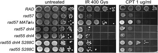 MAT heterozygosity does not suppress the IR sensitivity of rad57 by downregulating NHEJ. Strains used were W1588-4A (RAD), YHK598-8B (rad57∷LEU2), LSY2029 (rad57∷LEU2 dnl4∷KanMX), LSY1682-1B (rad55∷LEU2 dnl4∷URA3), LSY1786 (rad55∷LEU2 dnl4∷KanMX), and BY4742 rad55∷KanMX. To express both mating types, YHK598-8B (MATα rad57∷LEU2) was transformed with pRS414-MATa while the rest of the strains were transformed with the pRS414 empty vector. Ten-fold serial dilutions of log-phase cultures were spotted onto either SC–TRP-only plates or onto SC–TRP plates containing 1 μg/ml camptothecin buffered with 0.25% DMSO. SC–TRP-only plates either were left unirradiated or were exposed to 400 Gy of γ-irradiation.