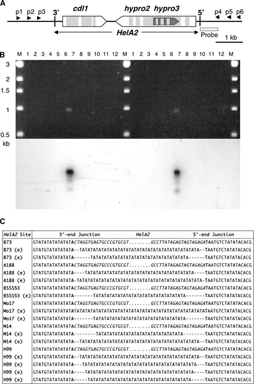 Evidence of HelA2 excision in 5S. (A) HelA2 structure in B73, showing the location of primers p1–p6 used for PCR. The exons and introns of the cdl, hypro2, and hypro3 gene fragments are open and shaded, respectively, pointing in their direction of transcription. (B, top) Agarose gel stained with ethidium bromide. HelA2 excision was tested by nested PCR on leaf DNA with the primer combinations p2/p6 and p3/p4 (left) or p1/p5 and p3/p4 (right). Lane 1, A188; lane 2, A636; lane 3, B73; lane 4, BSSS53; lane 5, H99; lane 6, M14; lane 7, Mo17; lane 8, 4Co63; lane 9, W23; lane 10, W22; lane 11, McC; lane 12, BAC b0511l12; lane M, DNA markers. The band in inbred M14 has the expected size of a Helitron excision product. (B, bottom) Hybridization of gel to a probe adjacent to HelA2. (C) Sequence of HelA2 full and empty (e) sites. Only part of the HelA2 3′ and 5′ junctions is shown, with the body of HelA2 indicated by dots. A sample of excision footprints from different inbreds is shown beneath the respective full sites. All excision footprints consist of a variable number of TA repeats (16–24). The AT host dinucleotide at the HelA2 insertion site is in boldface type and the HelA2 termini are in italic type (dashes introduced for alignment). No variability in TA repeat number was seen when multiple clones of a wild-type vacant site were sequenced (supporting information, Figure S1), ruling out in vitro DNA replication artifacts.