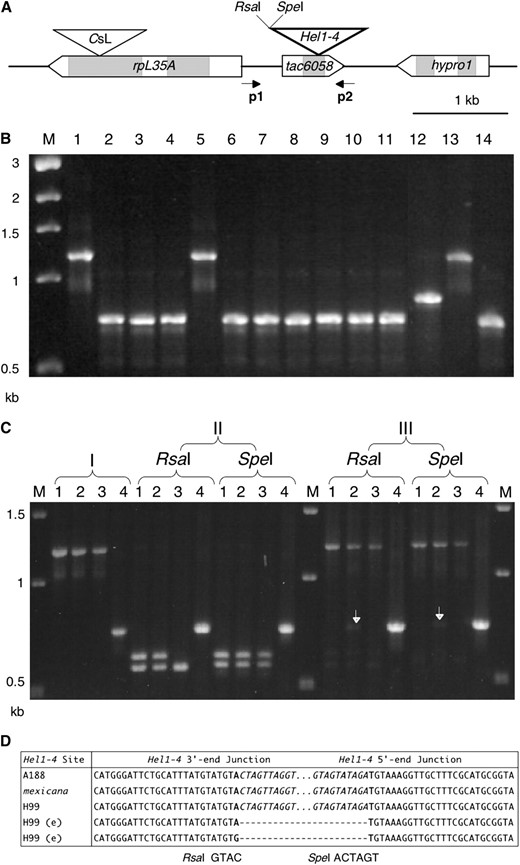 Evidence of Hel1-4 excision in 9S. (A) Hel1-4 structure in the A188 bz haplotype, showing the location of primers p1 and p2 used for PCR. (B) Agarose gel stained with ethidium bromide. The presence or absence of Hel1-4 in a series of inbreds was tested on leaf DNA by PCR with primers 1 and 2. Lane 1, A188; lane 2, A636; lane 3, B73; lane 4, BSSS53; lane 5, H99; lane 6, M14; lane 7, Mo17; lane 8, 4Co63; lane 9, W23; lane 10, W22; lane 11, McC; lane 12, I137TN, lane 13, Zea mays ssp. mexicana; lane 14, Z. mays ssp. parviglumis. (C) Agarose gel stained with ethidium bromide. Lane 1, A188; 2, H99; 3, Zea mays ssp. mexicana; lane 4, McC (negative control). I, PCR amplification with p1 and p2 primers. II, PCR products from I were digested with RsaI and SpeI, which cut at the Hel1-4 3′ junction (A and D). RsaI also cuts within the mexicana Hel1-4 element, producing the polymorphic RsaI banding pattern in lane 3. No Hel1-4 excision products are seen if the genomic DNA is cut prior to PCR (data not shown). III, Detection of Hel1-4 excision by loss of restriction sites. The RsaI and SpeI digests from II were reamplified with primers p1 and p2. The bands indicated by the arrows in H99 represent Hel1-4 excision products. (D) Sequence of Hel1-4 full and empty (e) sites. Only part of the Hel1-4 3′ and 5′ junctions is shown, with the body of Hel1-4 indicated by dots. A sample of sequenced excision footprints from H99 is shown beneath the H99 full site. The AT host dinucleotide at the Hel1-4 insertion site is in boldface type and the Hel1-4 termini are in italic type (dashes introduced for alignment).
