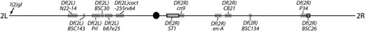 The Bloomington second chromosome deficiency kit contains a high frequency of lgl alleles. The mapped deficiencies that fail to complement the null allele lgl[4] are shown; these include deficiencies on both the left and right arms of chromosome 2. Df(2R)ST1-Df(2R)cn9 and Df(2R)P34-Df(2R)BSC26 are pairs of deficiency stocks that delete partially overlapping sequence.