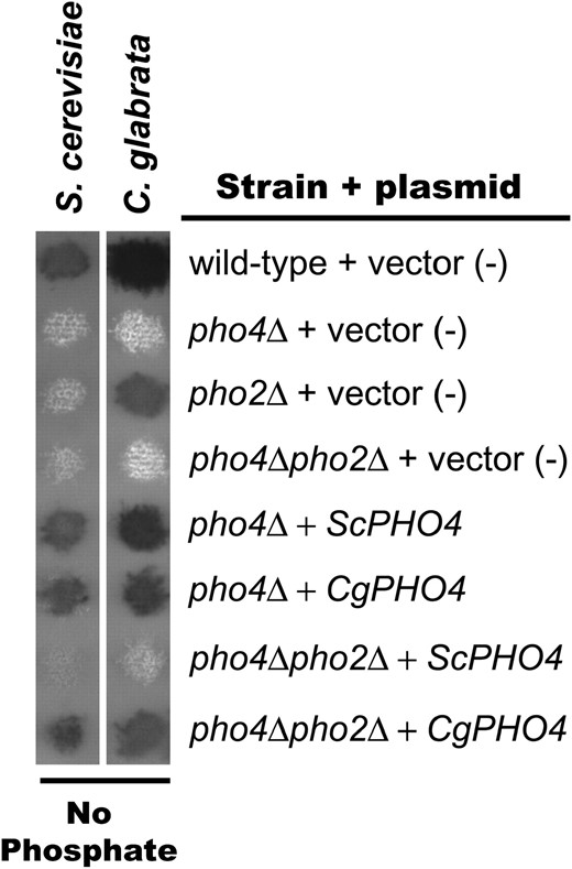 Semiquantitative phosphatase assay demonstrating that PHO4 plasmids are functional and CgPHO4 is sufficient for Pho2 independence. S. cerevisiae and C. glabrata mutants lacking one or both transcription factors (pho4Δ, pho2Δ, or pho4Δpho2Δ) contain either empty vector (pRS313), ScPHO4, or CgPHO4 plasmids. These strains were grown on solid media lacking phosphate and overlaid with phosphatase substrate.