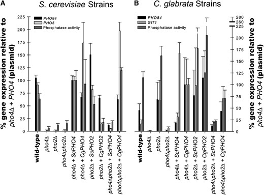 Quantification of phosphate responsive genes in S. cerevisiae strains and C. glabrata strains. (A) S. cerevisiae mutants lacking one or both transcription factors (pho4Δ, pho2Δ, or pho4Δpho2Δ) were generated to contain either empty vector (pRS313), ScPHO4, CgPHO4, ScPHO2, or CgPHO2 plasmids. These strains were grown in media lacking phosphate and quantitative reverse-transcription PCR was used to measure amount of PHO84 and PHO5 transcript. Data were normalized to Scpho4Δ + ScPHO4 (such that expression for this strain was 100%) rather than to wild type because the plasmid alters the copy number of the PHO4. p-nitrophenyl phosphatase activity was also normalized to Scpho4Δ + ScPHO4. (B) C. glabrata mutants lacking one or both transcription factors with the same plasmids as in A. These strains were treated as described for S. cerevisiae strains except that induction of GIT1 was measured for C. glabrata rather than PHO5. Data were normalized to Cgpho4Δ + CgPHO4 for both the quantitative reverse-transcription PCR and the phosphatase assay. The standard error is of at least three independent replicates.