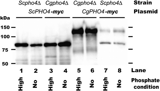 Immunoblot analysis demonstrating little change in Pho4 abundance between high- and no-phosphate conditions. S. cerevisiae and C. glabrata pho4Δ strains with a PHO4 plasmid with 13-myc epitope were grown to log phase, washed, and then transferred to high- and no-phosphate conditions for 3 hr. Pho4 was detected with 9E10 as described previously (Wykoff and O'Shea 2005). The expected sizes of Pho4 are 54 kDa in S. cerevisiae and 79 kDa in C. glabrata (size of Pho4 + 13-myc tag); however, previous studies demonstrate ScPho4 migrates ∼25 kDa heavier than expected and has a degradation product (Kaffman  et al. 1998; O'Neill  et al. 1996), and CgPHO4 also appears to migrate aberrantly. This immunoblot is representative of three independent experiments.