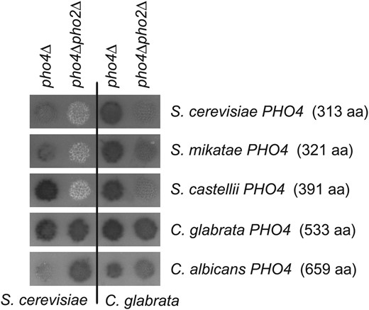 Phosphatase activity in S. cerevisiae and C. glabrata mutants containing the Pho4 transcription factor from various hemiascomycetes. Plasmids containing the PHO4 gene from various hemiascomycetes (labeled on the right) were transformed into S. cerevisiae (left two columns) and C. glabrata mutants (right two columns) defective in one or both transcription factors (pho4Δ and pho4Δpho2Δ). Phosphatase activity was determined as described in Figure 2 and is representative of multiple transformants.