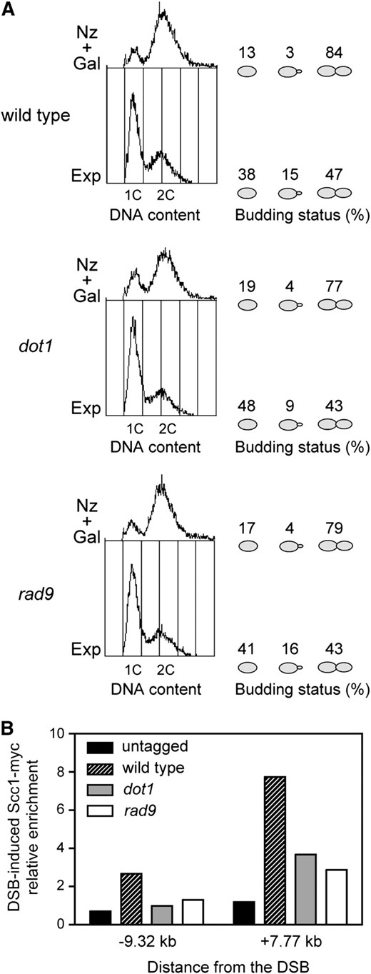 The reduced level of DSB-promoted cohesin binding in the checkpoint-defective rad9 mutant does not result from cell cycle progression. (A) Exponentially growing cells (Exp) of wild-type (CCG2876), dot1 (YP960), and rad9 (YP1150) strains were treated with nocodazole for 2 hr and then galactose was added. After 2 hr of DSB induction (Nz + Gal), cells were fixed with formaldehyde for ChIP analysis (B). The DNA content determined by FACS analysis and the budding status of the cells (no bud, small bud, or large bud) are presented to illustrate the cell cycle stage. The budding status of 300 cells was scored for each strain in each growth condition. (B) DSB-induced enrichment of Scc1-myc to the indicated locations flanking the HO site at MAT in the strains mentioned in A. The untagged strain (JKM179) is also shown as control.