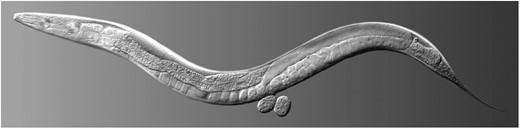 Wild type hermaphrodite Caenorhabditis elegans. Courtesy of Maria Gallegos.