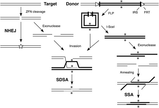 Molecular mechanisms of gene targeting after a ZFN-induced DSB in the target. The target locus is shown on the left with thin lines illustrating the DNA strands. The donor strands are shown as thick lines on the right, flanked by recognition sites for FLP (FRT, open triangles) and I-SceI (IRS, vertical bars): asterisks indicate the mutant sequence in the donor. ZFN action cleaves the target, which can be repaired directly by NHEJ (left); the star indicates mutations that may arise by inaccurate joining. Target ends can also be processed by 5′ → 3′ exonuclease activity. The donor is excised as a circle by FLP-mediated recombination between the two FRTs. If I-SceI is also present, it makes the donor linear in an ends-out configuration relative to the target. Invasion of the excised donor by one 3′ end of the resected target (center) is followed by priming of DNA synthesis (dashed line). Arrows from both circular and linear donors are intended to indicate that either configuration can serve as a substrate for invasion and synthesis. Withdrawal of the extended strand, annealing with the other resected target end, additional DNA synthesis, and ligation complete the SDSA process, resulting in donor sequences copied into the target. The SSA mechanism is illustrated on the right. Both donor and target ends are resected to reveal complementary single-stranded sequences that anneal. Removal of redundant sequences, possibly some DNA synthesis, and ligation restore the integrity of the target with inclusion of donor sequences.
