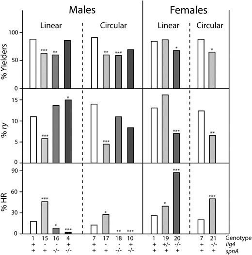 Histograms showing data from lig4 experiments. Data are presented as in Figure 3. Both the lig4 and spnA genotypes are shown explicitly at the bottom. Combined lig4 and spnA mutations were analyzed only in males, and results for spnA−/− only are included for comparison.