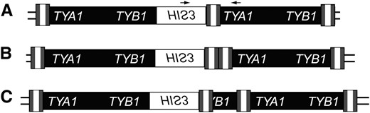 Schematic of Ty1HIS3:Ty1 multimers. Simple Ty1 elements consist of LTRs (tripartite shaded and open rectangle) flanking a central coding region (solid rectangle) containing two open reading frames, TYA1 and TYB1. The HIS3 gene, which is in the opposite orientation relative to Ty1 ORFs, is represented by an open rectangle. (A) 1-LTR Ty1HIS3:Ty1 multimer. Primers used to detect all classes of Ty1HIS3:Ty1 multimers are represented by small arrows. (B) 2-LTR Ty1HIS3:Ty1 multimer. (C) A single representative of the diverse class of Ty1HIS3:Ty1 multimers with irregular junctions (Weinstock  et al. 1990).