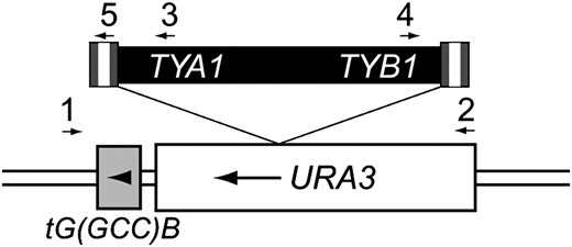 Integration of a Ty1 element into the URA3-tG(GCC)B locus. The URA3 gene was inserted 34 bp upstream of the tG(GCC)B gene. FOAr colonies were screened by PCR using primers that flank the locus (denoted by arrows 1 and 2) to detect the presence of an insertion within the URA3 gene. Subsequent PCR reactions using primers 1 and 3 or 1 and 4 were performed to detect the specific presence of a Ty1 element. In the case of a 0.3-kb insertion into URA3, PCR reactions using primers 1 and 5 and 2 and 5 were performed to detect solo LTR insertions.