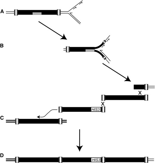 A model for the formation of Ty1 cDNA multimers in rrm3 mutants, and their association with chromosomal rearrangements. (A) Ty1 retrotransposition is proposed to occur directly before replication, resulting in incorporation of RNA (shaded rectangle):DNA hybrids into the genome. (B) The RNA:DNA hybrids function as replication fork blocks that give rise to a chromosome break in the absence of Rrm3. (C) The broken chromosomal fragment recombines with multiple copies of extrachromosomal Ty1 cDNA (illustrated by an “X”) prior to recombination with the Ty1 element on the sister chromatid or with an ectopic copy of Ty1 (illustrated by the curved arrow). (D) These events result in a multimeric Ty1 cDNA array at a chromosomal breakpoint junction.