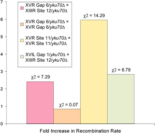 Recombination rates at X and X-Y′ ends in response to the deletion of YKU70. Results show the fold increase in recombination rate in yku70-null mutants relative to their corresponding wild-type strains. Four different types of recombination were tested in the presence and absence of YKU70 (see Figure 1C): ectopic recombination between X-Y′ and X-only ends (XVR gap 6 × XIIIR site 12 and XVIL gap 1 × XIIIR site 12); allelic recombination between internal sites at X-Y′ ends (XVR gap 6 × XVR gap 6); allelic recombination between subtelomeric sites at X-Y′ ends (XVR site 11 × XVR site 11). The rank-ordered chi-square values are shown for each data set.