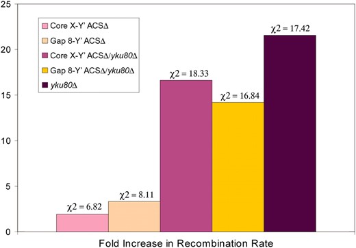 Recombination rates between telomeres in response to deletion of core X and/or YKU80. Results show the fold increase in recombination rates between heteroalleles placed at site 12 at chromosome XVR relative to a wild-type YKU80. The corresponding rank-ordered chi-square values are shown above each data set.