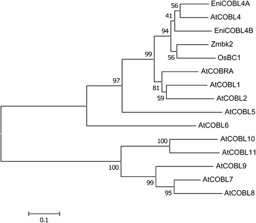 Phylogenetic tree of COBRA-like homologs. A phylogenetic tree is shown of the predicted COBRA-like (COBL) proteins from Arabidopsis, AtCOBRA (AT5G60920), AtCOBL1 (AT3G02210), AtCOBL2 (AT3G29810), AtCOBL4 (AT5G15630), AtCOBL5 (AT5G60950), AtCOBL6 (AT1G09790), AtCOBL7 (AT4G16120), AtCOBL9 (AT5G49270), AtCOBL8 (AT3G16860), AtCOBL10 (AT3G20580), and AtCOBL11 (AT4G27110); E. nitens, EniCOBL4A (FJ213604) and EniCOBL4B (EW688390); Zea mays, Zmbk2 (EF078702); and Oryza sativa, OsBC1 (AY328910). Scale bar represents genetic distance. Node numbers indicate bootstrap support values.