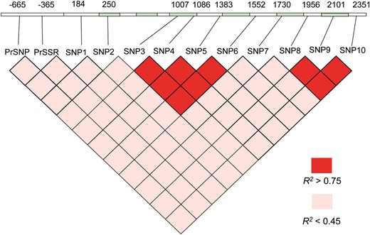EniCOBL4A gene structure and pairwise linkage disequilibrium (R2). Numbers above the gene indicate the positions of SNPs in base pairs relative to the predicted transcription start site. Green indicates exons, and white indicates introns and untranslated regions.