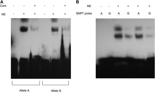 Electrophoretic mobility shift assay (EMSA) using probes specific to SNP7 alleles. (A) EMSA. Biotin-labeled probes are incubated with (+) and without (−) nuclear extracts (NE) and the specificity of the reaction was tested with 100-fold excessive molar concentration of the unlabeled competitive probe (Com). (B) EMSA with different probe concentrations. Differential binding of the nuclear extracts to the two alleles was repeated twice with different concentrations (750 fmol in lanes 3 and 4 and 500 fmol in lanes 5 and 6) of biotin-labeled probes.