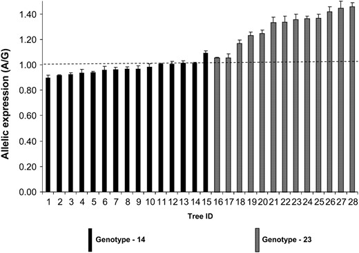 Allelic expression imbalance in the E. nitens full-sib family. Allelic expression was measured using cDNA from 28 trees heterozygous for SNP7. Heterozygous trees are made up of two different genotypic classes. Error bars are standard error of mean. Mean value is based on four replicates. Dashed line indicates average allelic expression of gDNA controls. Allelic expression of genotype class 2, 3 is significantly higher (P < 0.0001) than that of gDNA controls, using Kruskal–Wallis analysis with Dunn's post-test.