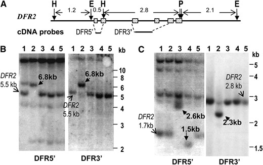 Organization of DFR2 among soybean lines carrying different W4 alleles. (A) Schematic representation of the wild-type DFR2 gene isolated from the BAC clone, GS_60E6. E, EcoRI; H, HindIII; P, PstI. Approximate positions of the probes used in B and C are shown below the DFR2 gene. (B) Organization of EcoRI digested DNA of five soybean lines. Probes are shown below each DNA blot. Slim arrows point to the expected restriction fragments from the wild-type DFR2 gene. Boldface arrows point to the polymorphic fragments in w4 mutants. Lanes 1, Williams (W4); 2, T322 (w4-m); 3, T321 (w4-dp); 4, T369 (w4-p); and 5, T325 (W4). (C) RFLP analyses of HindIII–PstI digested DNA of five soybean lines.