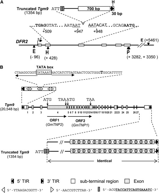 Molecular characterization of the Tgm9 element. (A) Schematic representation of the truncated Tgm9 isolated from the w4-m allele. The positions of nucleotide and restriction sites relative to the transcription start site (TSS) (+1) in wild-type DFR2 are shown. Nucleotides in boldface type were from exons. E, EcoRI; H, HindIII; and P, PstI. (B) Schematic representation of the Tgm9 element. Tgm9 contains a 5′-TIR, 3′-TIR, and 27 exons (marked from 1 to 27) and two ORFs. ORF1 encodes putative transposase GmTNP2. ORF2 encodes putative transposase GmTNP1. A tail-to-tail dimer consisting of two inverted 11-bp motifs repeated 15 times at the 3′ subterminal region (STR) and 3 times at the 5′-STR. A putative TATA box was identified from the second dimer of the 5′ end STR. Truncated Tgm9 element is identical to the 3′ end of the full length Tgm9 element with the exception of the 26 nucleotides (5′-ATTACGTACCATTCAGTGAAATCACG-3′) in its 5′ end that are absent in Tgm9. As a result, two 20-bp (ACGTACCATTCAGTGAAATC) tandem repeats (box filled in with slashes) were identified from the 5′ end of the truncated element.