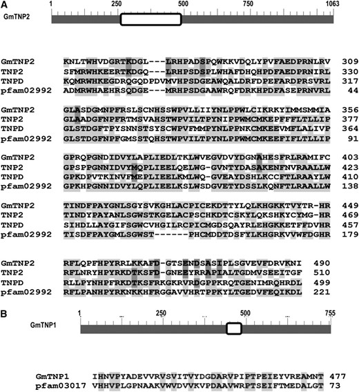 Conserved domains in GmTNP1 and GmTNP2. (A) Schematic representation of GmTNP2. The conserved domain is boxed. The conserved sequences of the domain among GmTNP2, Tam1 TNP2, En/Spm TNPD, and TNP2_like domain pfam02992 (transposase_21) are shown. (B) Schematic representation of GmTNP1. The conserved domain is boxed. The conserved sequences of the domain between GmTNP1 and TNP1-like domain pfam03017 super family (transposase_23, TNP1/En/Spm) are shown. Conserved amino acids among different proteins are shaded.
