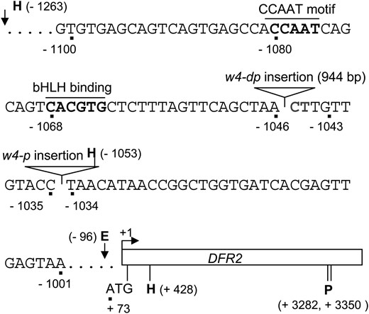 Characterization of the w4-dp and w4-p alleles arisen following excision of Tgm9 from the DFR2 intron II. The positions of nucleotide or restriction sites relative to TSS (+1) are shown. Solid triangles indicate the location of insertions in w4-dp and w4-p alleles. E, EcoRI; H, HindIII; and P, PstI.