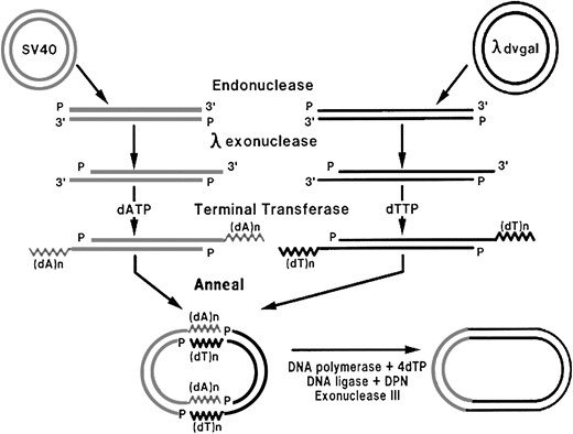 Method used by Jacksonet al. (1972) for constructing SV40-λdvgal 120 recombinant DNA in vitro.