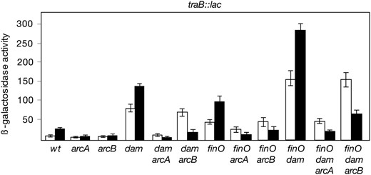 β-Galactosidase activity of the traB1∷lac transcriptional fusion in different genetic backgrounds, monitored in aerobic cultures (open histograms) and microaerobic cultures (solid histograms). Strains and relevant genotypes were as follows (from left to right): SV3003 (wild type), SZ102 (ArcA−), SZ103 (ArcB−), SV3069 (Dam−), SZ104 (Dam− ArcA−), SZ105 (Dam− ArcB−), SV4509 (FinO−), SZ106 (FinO− ArcA−), SZ107 (FinO− ArcB−), SV4519 (FinO− Dam−), SZ108 (FinO− Dam− ArcA−), and SZ109 (FinO− Dam− ArcB−). Enzymatic activities are averages and standard deviations from four to six independent experiments.