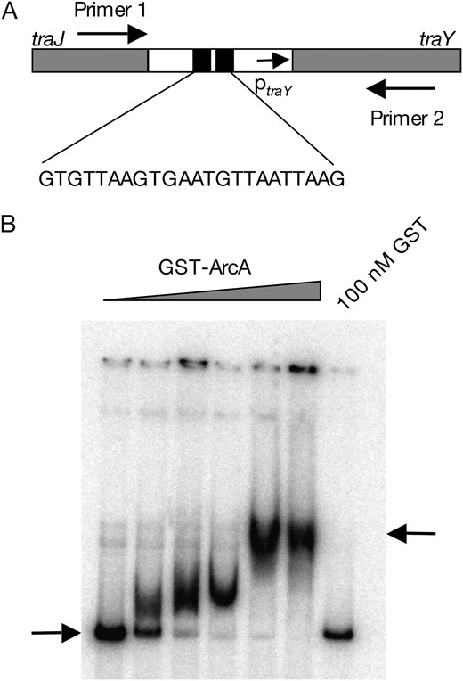 (A) Diagram of the traJ-traY border in the pSLT plasmid, indicating the position of ptraY, the region homologous to ArcA binding sites of other F-like plasmids, and the locations of the primers used for PCR amplification. (B) Gel retardation analysis of GST-ArcA binding to the traY UAS. GST-ArcA concentrations were, from left to right, 0, 5, 20, 40, 80, and 160 nM.