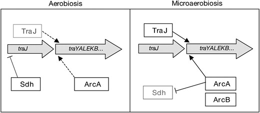 Model for the regulation of pSLT mating functions in response to oxygen availability. Under aerobiosis, low TraJ level may be a limiting factor for tra operon expression, even if ArcA (SfrA) is abundant. A factor that contributes to traJ repression is SdhABCD. Under microaerobiosis, however, ArcAB-mediated repression of the sdhCDAB operon may indirectly increase TraJ synthesis. As a consequence, TraJ and ArcA may efficiently activate transcription from the ptraY promoter.