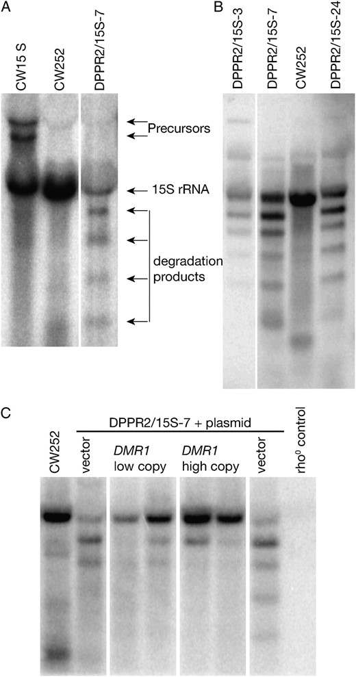 Specific degradation of the 15S rRNA transcript in dmr1Δ mitochondria. (A) Hybridization with an oligonucleotide probe recognizing the 3′ fragment of the 15S rRNA shows that in ρ−  dmr1Δ cells (DPPR2/15S-7) expressing this gene the transcript is degraded into a series of defined fragments. Neither wild-type ρ+ strain (CW252), nor a strain with the same ρ− genome introduced into wild-type nuclear background (CW15S), shows any signs of this degradation. (B) Independent dmr1Δ ρ− clones (DPPR2/15S-2, DPPR2/15S-7, DPPR2/15S-24) expressing the 15S rRNA show the same degradation pattern. (C) Low-copy (pDMR1-CEN) or high-copy (pDMR1-2μ) plasmid vectors expressing the wild-type DMR1 gene, but not empty vector controls, rescue the phenotype of 15S rRNA degradation in dmr1Δ ρ− mitochondria of the DPPR2/15S-7 strain. RNA prepared from mitochondria purified by differential centrifugation was used in all the hybridizations shown.