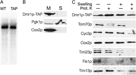 Dmr1p is an integral mitochondrial protein. Mitochondria were purified from a strain expressing the Dmr1p–TAP fusion. (A) The TAP tag fusion does not affect the Dmr1p function. Total RNA from the isogenic wild-type strain (WT) and the Dmr1p–TAP strain was hybridized with an oligonucleotide probe recognizing the 3′ fragment of the 15S rRNA. (B) The Dmr1p–TAP fusion is detected in the mitochondrial fraction. Spheroplasts from the Dmr1–TAP strain were lysed and debris was removed by centrifugation at 1500 × g. Mitochondria (M) were then pelleted by centrifugation at 13,000 × g, and the postmitochondrial supernatant (S) corresponded mostly to the soluble cytoplasmic fraction. Proteins were analyzed by SDS–PAGE (12%) and immunoblotting with antibodies recognizing the TAP tag (PAP), the cytosolic protein Pgk1p, and the integral inner mitochondrial membrane protein Cox2p. (C) Purified mitochondria from the Dmr1p–TAP strain were converted to mitoplasts by hypotonic swelling. Intact mitochondria and mitoplasts were optionally treated with 20 μg/ml of proteinase K. Proteins from each fraction were then resolved on SDS–PAGE (15%) followed by Western blot analysis with antibodies recognizing the TAP tag (PAP), and the markers for the mitochondrial outer membrane (Tim70p and Fis1p), the intermembrane space (Cyc3p, Tim23p, and Tim13p), and the integral mitochondrial membrane protein Cox2p.
