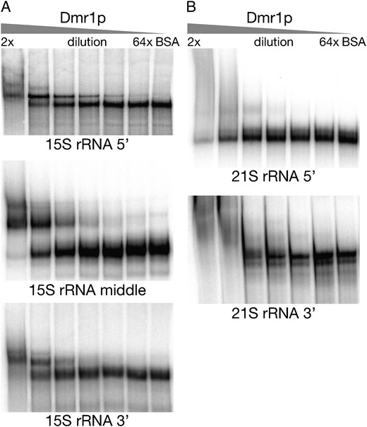 Results of the gel shift (EMSA) assays performed with the purified heterologous Dmr1 protein and labeled fragments of 15S rRNA (A) and 21S rRNA (B). The protein concentration was decreased from left to right in a series of twofold dilutions, with 1× corresponding to 0.6 μg of Dmr1p per reaction. The 1× concentration was not included due to the formation of aggregates that failed to enter the gel. The lengths and locations of the RNA fragments are described in the text.