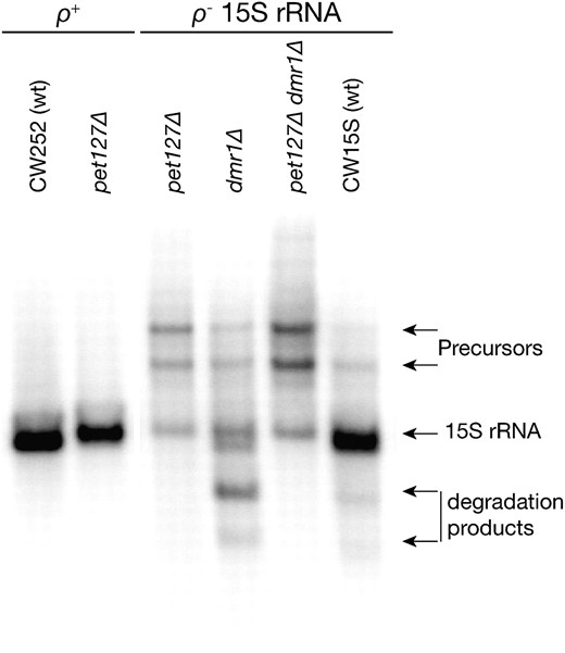 15S rRNA transcripts in single and double pet127 and dmr1 deletants. Hybridization with an oligonucleotide probe recognizing the 3′ fragment of the 15S rRNA shows that in the context of a ρ+ mtDNA (intronless) the deletion of PET127 (pet127Δ strain DPET2) the 15S rRNA transcript is only slightly longer than in the isogenic and isomitochondrial control (CW252), but no other defects are apparent. In a ρ− clone expressing the 15S rRNA transcript (all ρ− clones were isomitochondrial to the DPPR2/15S-7 strain) with the wild-type alleles of PET127 and DMR1 (CW15S) only a slight overaccumulation of precursors is observed. In the context of the same ρ− mtDNA, the single dmr1 deletant (DPPR2/15S-7) shows the typical 15S rRNA fragmetation pattern (cf.  Figure 2), while both the single pet127Δ (DPETCW15S) and the double pet127Δ dmr1Δ (DDP/15S-7) mutant strains show a similar pattern of significant precursor overaccumulation with a decrease of the mature 15S rRNA level, but no detectable degradation products. RNA prepared from mitochondria purified by differential centrifugation was used in all the samples shown.
