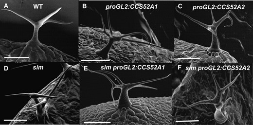 Expression of either CCS52A1 or CCS52A2 in trichomes from the GL2 promoter results in increased trichome branching and suppression of the multicellular trichome phenotype of sim. (A) Wild-type Col-0 trichome. (B) proGL2:CCS52A1 trichome. (C) proGL2:CCS52A2 trichome. (D) sim-1 multicellular trichome. (E) sim-1 proGL2:CCS52A1 trichome. (F) sim-1 proGL2:CCS52A2 trichome. All images are SEMs. Scale bars, 100 μm.