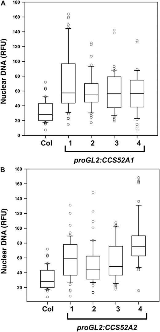 Expression of either CCS52A1 or CCS52A2 in trichomes from the GL2 promoter increases the level of endoreplication. DNA content of DAPI-stained trichome nuclei of the indicated genotypes measured in situ, presented as RFU, normalized to an assumed wild-type mean of 32C for Col-0 trichomes. Data are presented as box plots, where the box encompasses the 25th through the 75th percentile of the data, the line within the box is the median (50th percentile), and the error bars represent the 5th (bottom bar) and 95th (top bar) percentiles. (A) Col-0 wild-type and four independent proGL2:CCS52A1 transgenic lines. Pairwise comparisons of Col-0 with each of the four transgenic lines were significant at P < 0.05. (B) Col-0 wild-type and four independent proGL2:CCS52A2 lines. Pairwise comparisons of Col-0 with each of the four transgenic lines were significant at P < 0.05.