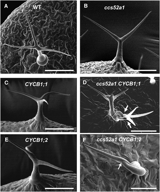 Expression of B-type cyclins in ccs52a1 mutant trichomes results in multicellular trichomes. (A) Wild-type Col-0 trichome. (B) ccs52a1-3 trichome. (C) proGL2:CYCB1;1 trichome. (D) ccs52a1-3 proGL2:CYCB1;1 multicellular trichome. (E) proGL2:CYCB1;2 trichome (F) ccs52a1-3 proGL2:CYCB1;2 multicellular trichome.