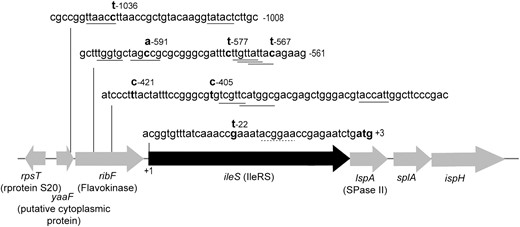 Map of the S. typhimurium LT2 chromosome near ileS. Mutations in the evolved lineages C1 (C-591 → A), C2 (C-1036 → T), C4 (C-577 → T), C5 (G-22 → T), C6 (C-1036 → T), C7 (T-421 → C), C8 (T-405 → C), C9 (T-405 → C), and C11 (C-567 → T) found upstream of the ileS gene are indicated in boldface type above the sequence; the promoter sequences previously characterized by Miller  et al. (1987) are underlined. The RBS region is indicated by a dotted line.
