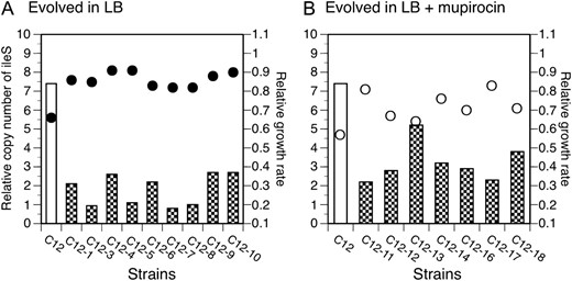 Fitness and copy number of ileS in lineages of C12 evolved in LB (A) or LB containing 100 μg/ml of mupirocin (B). Wild-type fitness in LB was set to 1.0 and the relative fitness of the strains was calculated as the ratio of tgen(wt)/tgen(mutant). Bars represent relative ileS DNA levels; circles are relative growth rates in LB (solid) or LB containing 100 μg/ml of mupirocin (open).