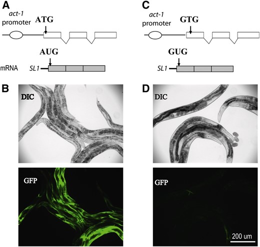 Construction of a GFP reporter for screening translation initiation mutants. (A) Transcriptional reporter of act-1∷GFP containing the native ATG translation start codon of the GFP gene. (B) GFP expression from act-1∷GFP reporter in wild-type worms. (C) Non-AUG GFP reporter carrying a mutation that alters the ATG translation start codon to GTG. (D) GFP expression from GTG–GFP reporter in wild-type worms. Reporter expressions shown in both B and D were obtained from extrachromosomal arrays.