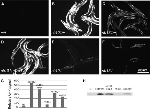 Increased GFP expression from a non-AUG reporter in iftb-1 mutants. (A) Wild-type worms. (B) iftb-1(nb101)/+. (C) iftb-1(nb131)/+. (D) iftb-1(nb101);nDp4. (E) iftb-1(nb101). (F) iftb-1(nb131). All panels contain adult worms except F, which contains developmentally arrested L1 larvae. (G) Relative GFP signal levels of images A–F determined by digital image analysis. (H) Amount of GFP protein detected by Western blot, using 100 adult worms per sample.