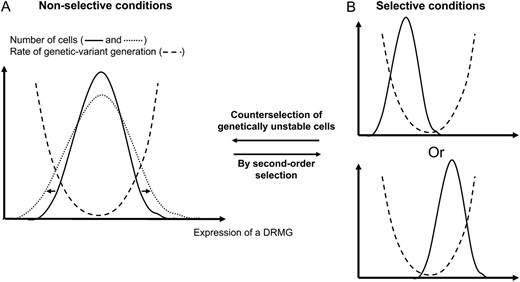 Expected link between heterogeneity in DRMG expression and the RGVG. (A) The stochastic nature of gene expression generates a heterogeneity in the expression of DRMGs (solid curve). As good functioning of DRMPs is highly dependent on the DRMG expression level, this heterogeneity is expected to generate heterogeneity in RGVG from cell to cell (dashed curve). Even if the bulk of the population is genetically stable in nonselective conditions (with mean expression corresponding to the lower value of RGVG) because genetic modifications are deleterious, extreme subpopulations with a high or low expression level of one particular DRMG might accumulate genetic modifications at higher rate. (B) When the population is in selective conditions, this heterogeneity could have profound phenotypic consequences because DRMP malfunctioning in extreme subpopulations could become advantageous. High or low DRMG expression level could be selected for along with the favourable mutations that they generate. When adaptation is achieved and if the environment is constant, genetically unstable cells are counterselected and mean DRMG expression comes back to its optimal level in nonselective conditions. When exposed to permanently fluctuating environments, evolution (arrows) toward a higher noise level in DRMG expression (dotted curve in A) could be advantageous due to the broader range of RGVG and the higher number of cells with high RGVG that can rapidly generate adaptative genetic modifications (A). Then tuning of the RGVG could be more rapid and efficient. Moreover, extreme subpopulations have a higher RGVG in the case of noisier DRMG expression than for a less noisy expression, enabling higher genetic instability in highly selective conditions. But, in nonselective conditions, this noisier DRMG expression is deleterious because it generates more genetic modifications.